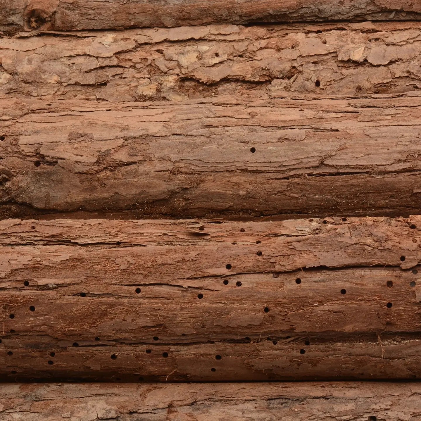 Wooden Hedgehog & Guinea Pig Outdoor Shelter